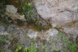 Sticherus tener. Habitat, on walls of rock overhang. 
 Image: L.R. Perrie © Te Papa 2012 CC BY-NC 3.0 NZ